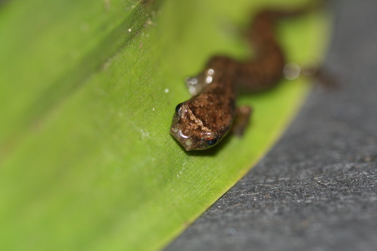 Image of Longnose Bromeliad Salamander