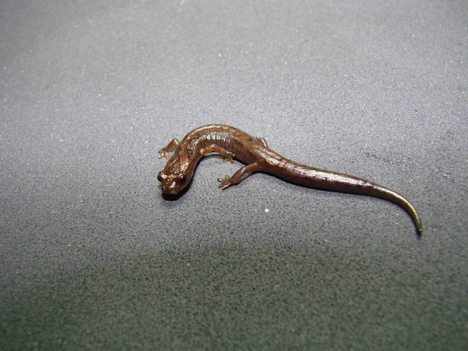 Image de Dendrotriton megarhinus (Rabb 1960)