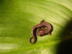 Image of Longnose Bromeliad Salamander