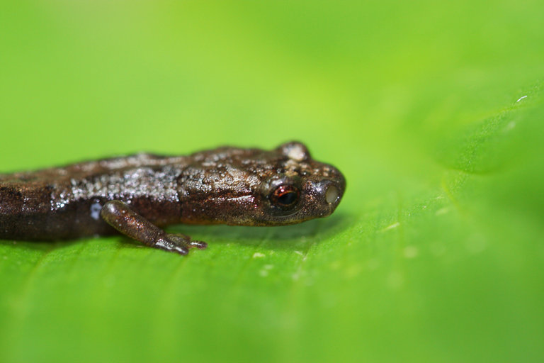 Image of Longnose Bromeliad Salamander