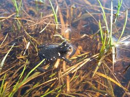 Image of Montevideo red-belly toad