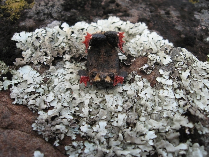 Image of Rivera Redbelly Toad