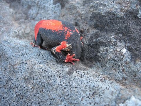 Image of Rivera Redbelly Toad