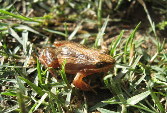 Image of Hensel's Dwarf Frog