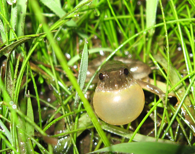 Imagem de Pseudopaludicola falcipes (Hensel 1867)