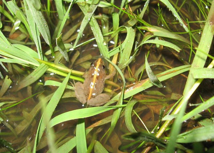 Image of Hensel’s Swamp Frog