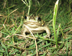 Image of Rhinella fernandezae (Gallardo 1957)