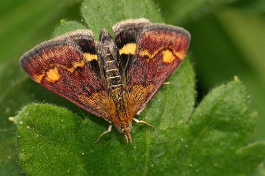 Image of Mint moth