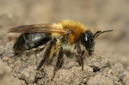 Image of Andrena nitida (Müller 1776)