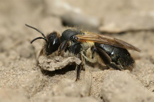 Image of Andrena nitida (Müller 1776)