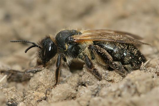 Image de Andrena nitida (Müller 1776)