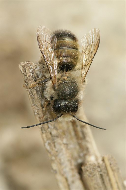 Image of Osmia rufa (Linnaeus 1758)