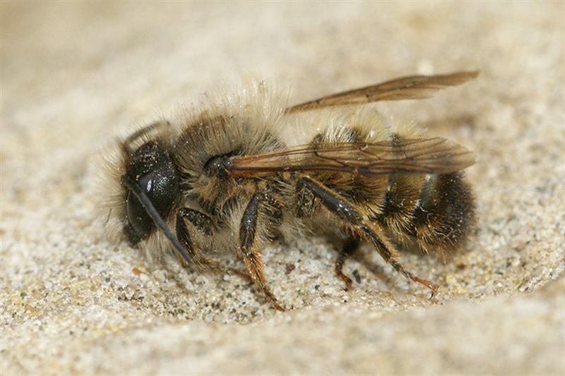 Image de Osmia rufa (Linnaeus 1758)