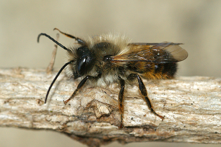 Sivun Rusomuurarimehiläinen kuva