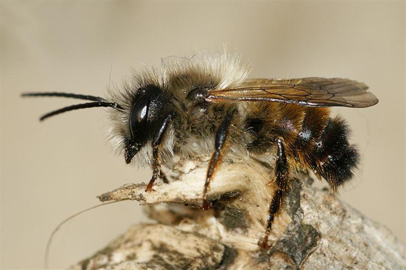 Image de Osmia rufa (Linnaeus 1758)