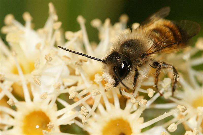 Image of Osmia rufa (Linnaeus 1758)