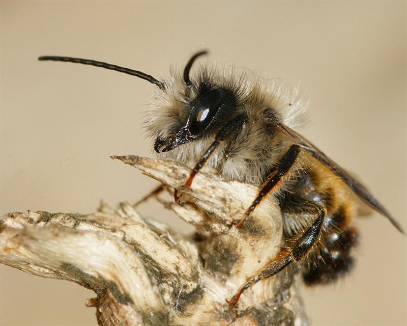 Image de Osmia rufa (Linnaeus 1758)