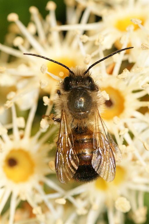 Image of Osmia rufa (Linnaeus 1758)