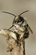 Image of Osmia rufa (Linnaeus 1758)