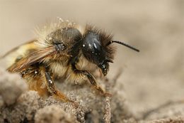 Image de Osmia rufa (Linnaeus 1758)