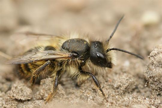 Image of Osmia rufa (Linnaeus 1758)