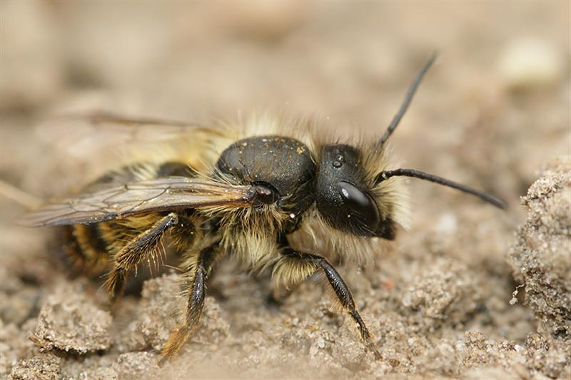 Image de Osmia rufa (Linnaeus 1758)