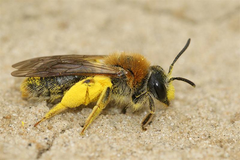 Image de Andrena haemorrhoa (Fabricius 1781)