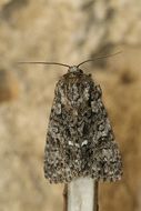 Imagem de Acronicta rumicis Linnaeus 1758