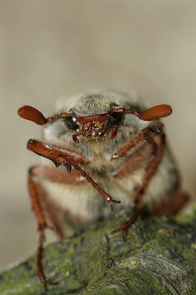 Image of Common cockchafer