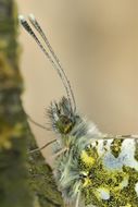 Image of orange tip