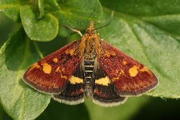 Image of Mint moth