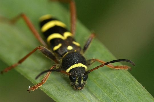 Imagem de Clytus arietis (Linné 1758)