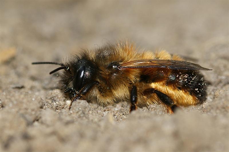 Image de Osmia rufa (Linnaeus 1758)