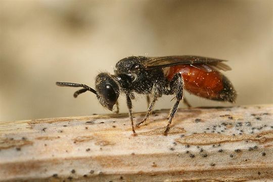 Image of Sphecodes Latreille 1804