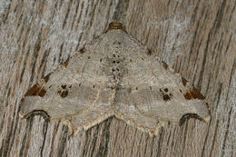 Image de <i>Macaria alternata</i>