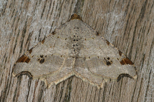 Image of sharp-angled peacock