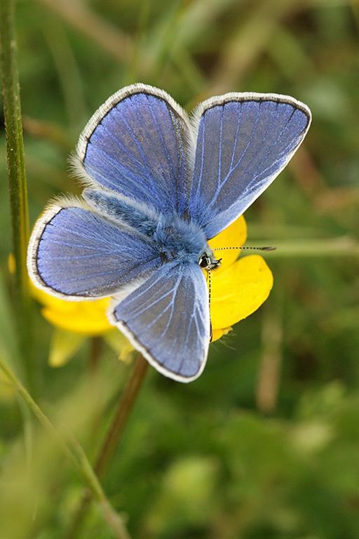 Image of common blue