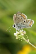 Image of common blue