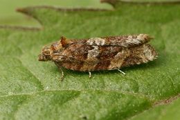 Image of Tortricid moth