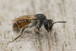 Image of Andrena ventralis Imhoff 1832