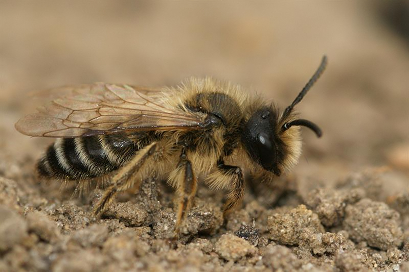 Image of Andrena flavipes Panzer 1799