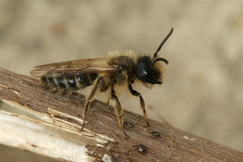 Image of Andrena flavipes Panzer 1799