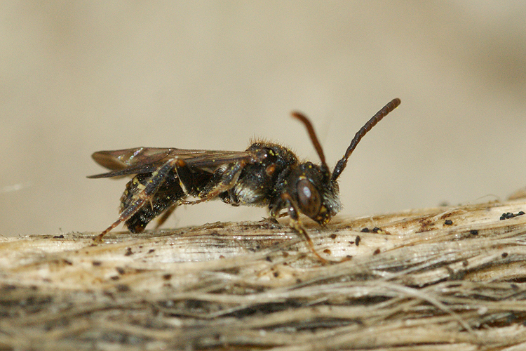 Image of Nomada sheppardana (Kirby 1802)