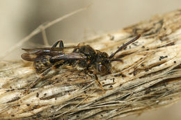 Image of Nomada sheppardana (Kirby 1802)