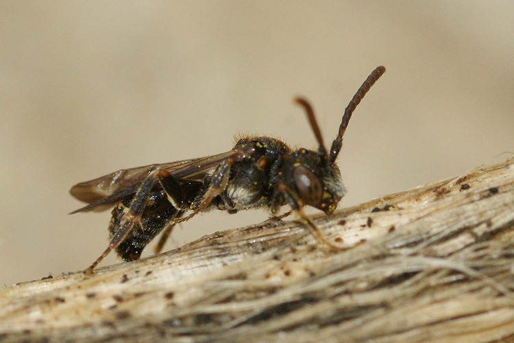 Image of Nomada sheppardana (Kirby 1802)