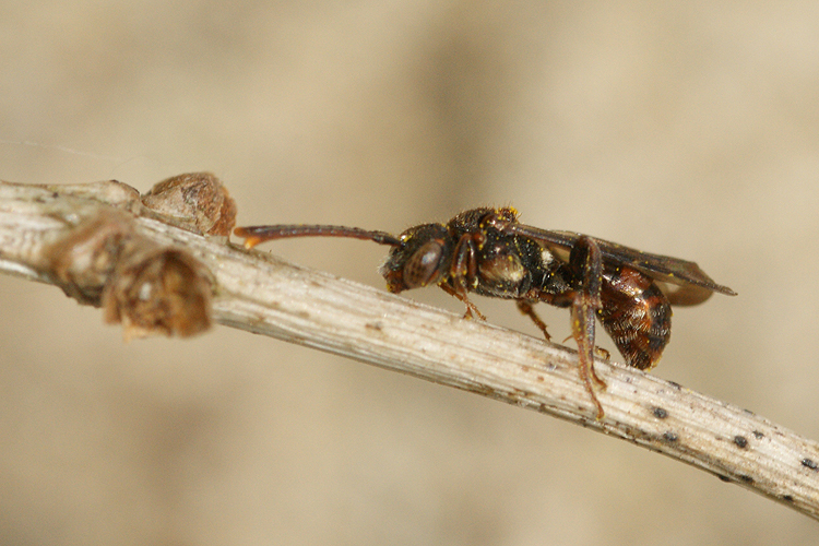 Image of Nomada sheppardana (Kirby 1802)