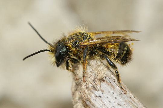 Image of Osmia rufa (Linnaeus 1758)