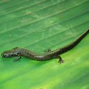 Image of Sierra de las Minas Hidden Salamander