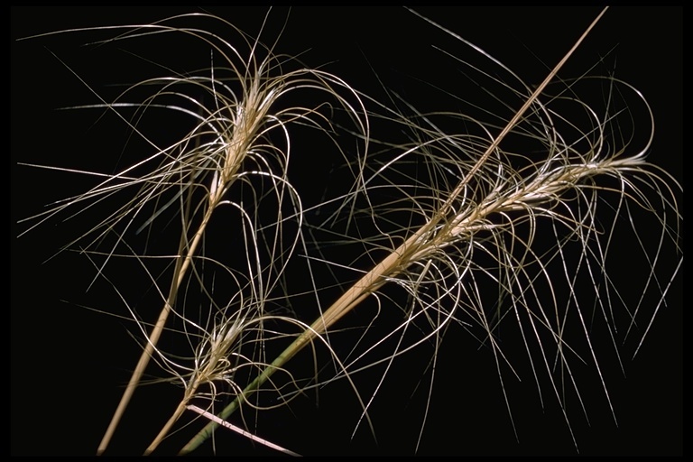 Imagem de Elymus elymoides (Raf.) Swezey