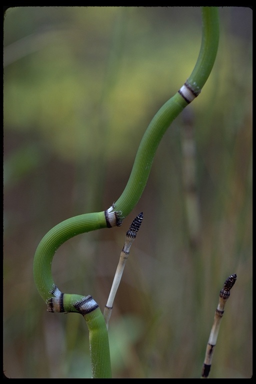 Image of Common Scouring-Rush